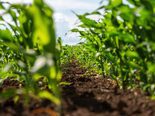 Low angle view of a vibrant corn field showcasing lush green agriculture on a farm