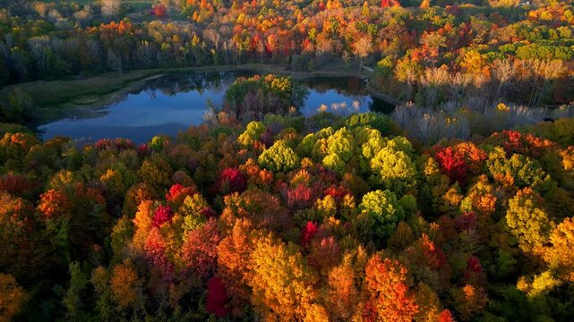 Aerial view of colorful autumn trees in Maybury state park in Michigan.