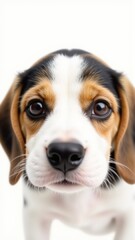 Generative AI, Close-up of a two-month-old Beagle puppy with gentle, curious expression against white background