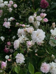 Fototapeta premium Soft pink and white hybrid musk roses bloom delicately against lush green foliage, exuding a gentle, romantic charm.