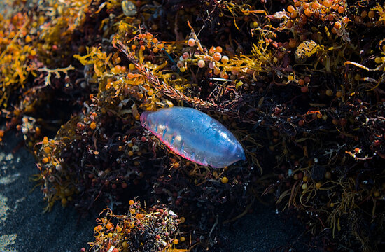 Portuguese man-of-war (Physalia physalis) in seaweed