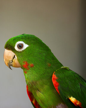 A beautiful Brazilian maritaca in side vision