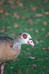 Nahaufnahme einer Nilgans auf einer Wiese