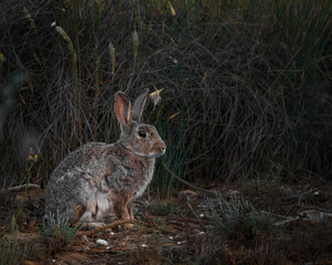 Common rabbit or European rabbit (Oryctolagus cuniculus) is a species of lagomorph mammal in the family Leporidae, and the only current member of the genus Oryctolagus. It measures up to 50 cm and its