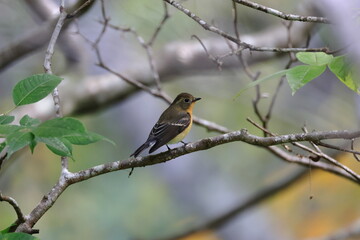 Young Mugimaki Flycatcher on the way to Southeast Asia 
