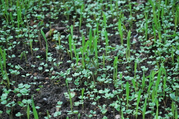 Catch crop in the bed in autumn. Young seedlings.