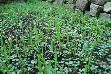 Catch crop in the bed in autumn. Young seedlings.