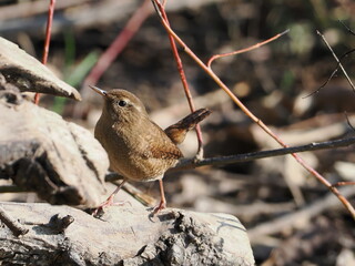 wren on the ground