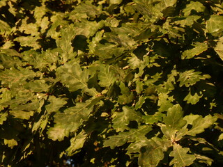 dense bushes in the sun, leaves in late summer