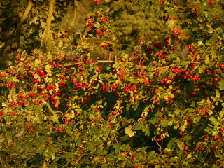 rosehips on a bush