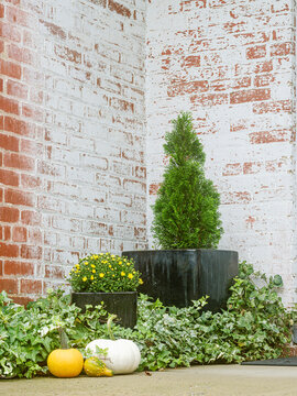 Fall scene of ivy and pumpkins with brick