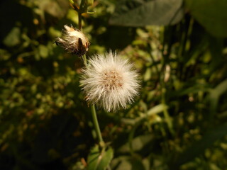 The fruit of the plant is calyx-shaped in late summer.