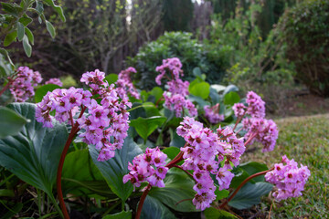 pink and white flowers on green garden