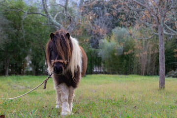 pony in green garden with mountains
