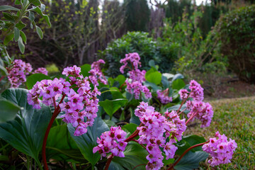 Obraz premium pink and white flowers on green garden