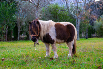 pony in green garden with mountains