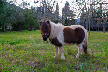 pony in green garden with mountains