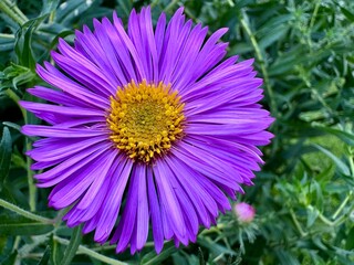 Obraz premium close-up of an aster flower with their purple petals in a garden on a sunny summer day 