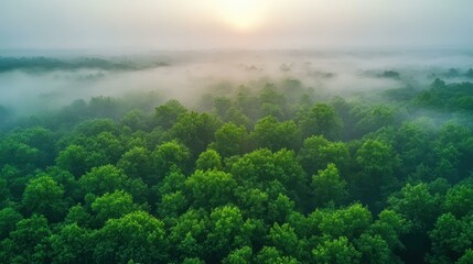 Fototapeta premium Explore the enchanting misty green forest canopy from above, where natures beauty thrives on a foggy dawn.