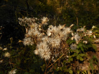 The fruit of the plant is calyx-shaped in late summer.