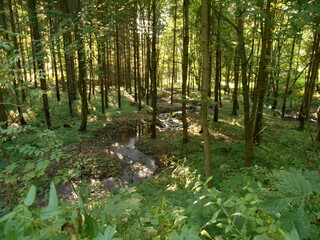 A stream in the forest.. Suche Mountains, Poland.