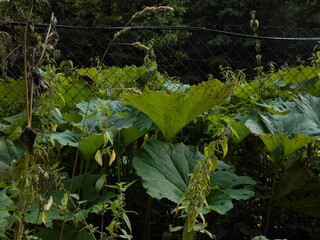 Petasites hybridus, also known as the butterbur. Thickets in the forest. Leaves visible.