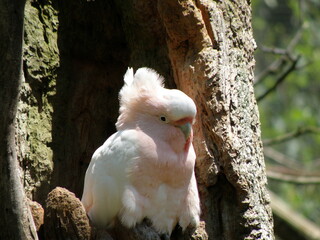 pink bird captured using OLYMPUS DIGITAL CAMERA