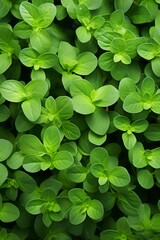 A close-up shot of fresh green leaves.