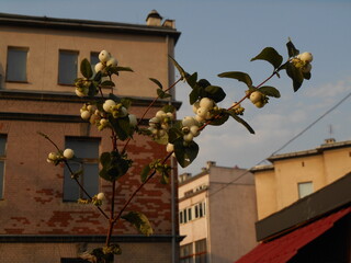 Branches with fruit of a snowberry bush with walls of buildings in the background