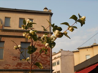 Branches with fruit of a snowberry bush with a building wall in the background