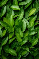 Fototapeta premium A close-up shot of vibrant green leaves, creating a lush and natural backdrop.