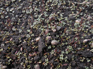 Plant seedlings in the bed. Autumn catch crop.
