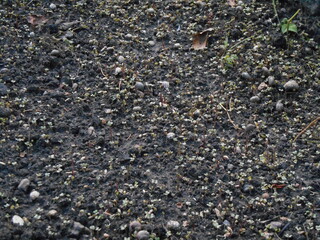 Plant seedlings in the bed. Autumn catch crop.