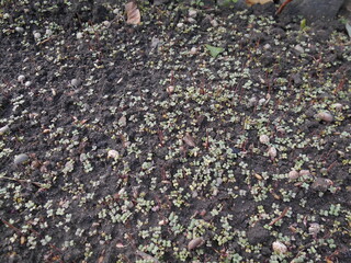 Plant seedlings in the bed. Autumn catch crop.