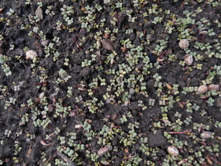 Plant seedlings in the bed. Autumn catch crop.