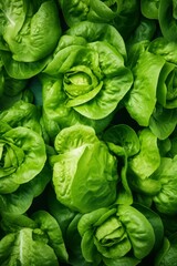 Fototapeta premium Fresh green lettuce leaves, tightly packed together, ready to be harvested.