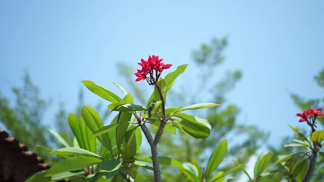 Frangipani flowers, red paucipan, red jasmine, red frangipani flowers, common frangipani flowers, temple trees, plumeria (Plumeria rubra) Blooming on the terrace tree
