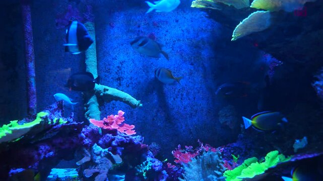 Tropical fish and corals: Threadfish seabass, wrasse, bluegreen chromis, orange fairy basslet, sixline wrasse, sailfin tang, pacific blue tang, unicornfish, surgeonfish, butterflyfish, angelfish