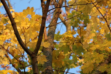 yellow maple folioage leaves backlit during sunset in autumn in Dresden, Germany, shot from below