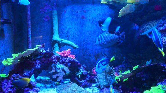 Tropical fish and corals: Threadfish seabass, wrasse, bluegreen chromis, orange fairy basslet, sixline wrasse, sailfin tang, pacific blue tang, unicornfish, surgeonfish, butterflyfish, angelfish