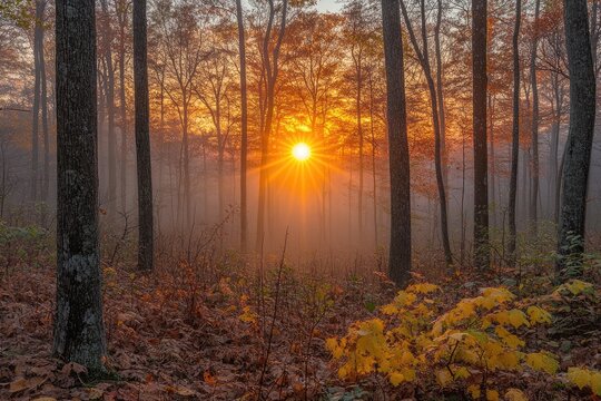 Golden sunrise illuminating misty autumn forest