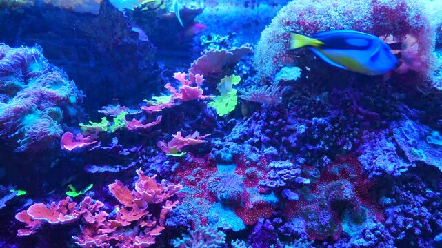 Tropical fish and corals: Threadfish seabass, wrasse, bluegreen chromis, orange fairy basslet, sixline wrasse, sailfin tang, pacific blue tang, unicornfish, surgeonfish, butterflyfish, angelfish