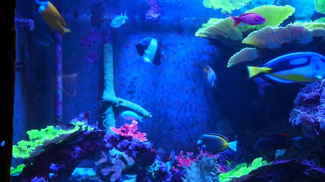 Tropical fish and corals: Threadfish seabass, wrasse, bluegreen chromis, orange fairy basslet, sixline wrasse, sailfin tang, pacific blue tang, unicornfish, surgeonfish, butterflyfish, angelfish