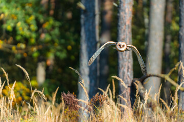 Barn owl (Tyto alba) in flight over autumn landscape with vibrant fall colors