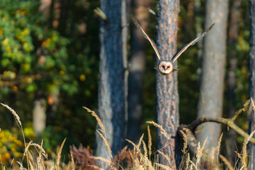 Barn owl (Tyto alba) in flight over autumn landscape with vibrant fall colors