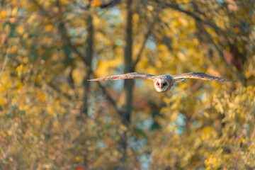 Barn owl (Tyto alba) in flight over autumn landscape with vibrant fall colors
