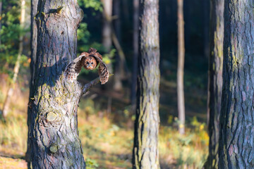 Tawny Owl (Strix aluco) in Flight Through a Forest