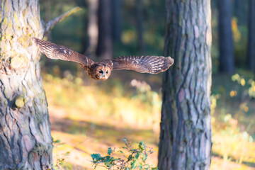 Tawny Owl (Strix aluco) in Flight Through a Forest