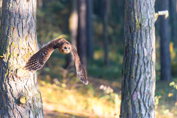 Tawny Owl (Strix aluco) in Flight Through a Forest