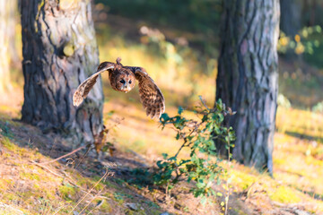 Tawny Owl (Strix aluco) in Flight Through a Forest